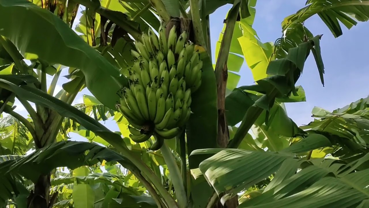 review pisang ambon kuning / ambon warangan / ambon kenongo / ambon tawi / gading ( gross michael )