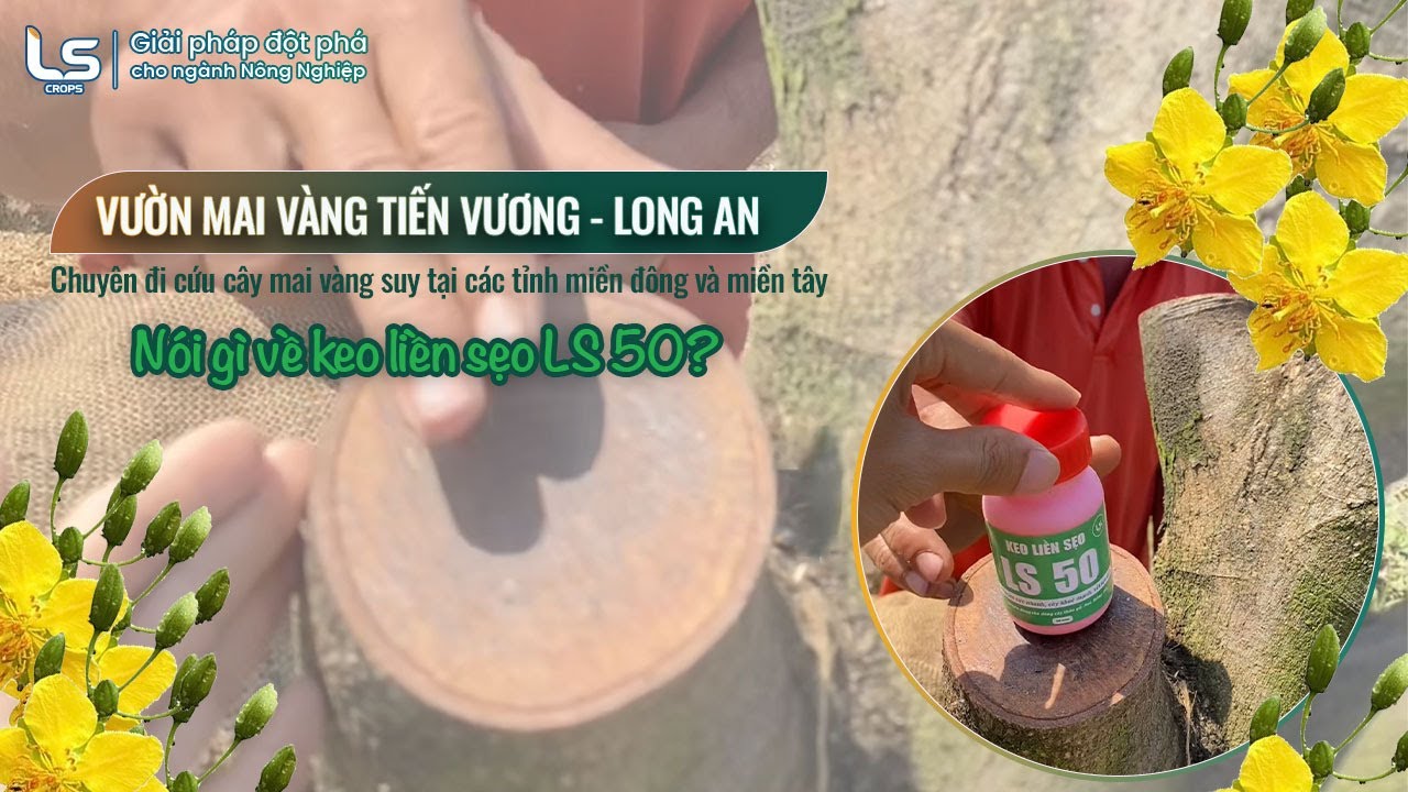 LS CROPS ghé thăm vườn mai vàng tiến vương, chuyên đi cứu mai vàng ở các tỉnh