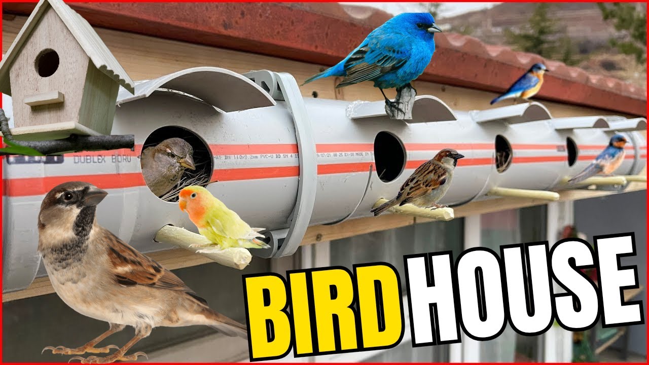 Making a Birdhouse from PVC Pipe | Unusual Idea