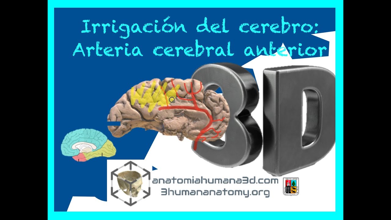 Irrigación cerebral: Arteria cerebral anterior, con este vídeo 100% nota máxima