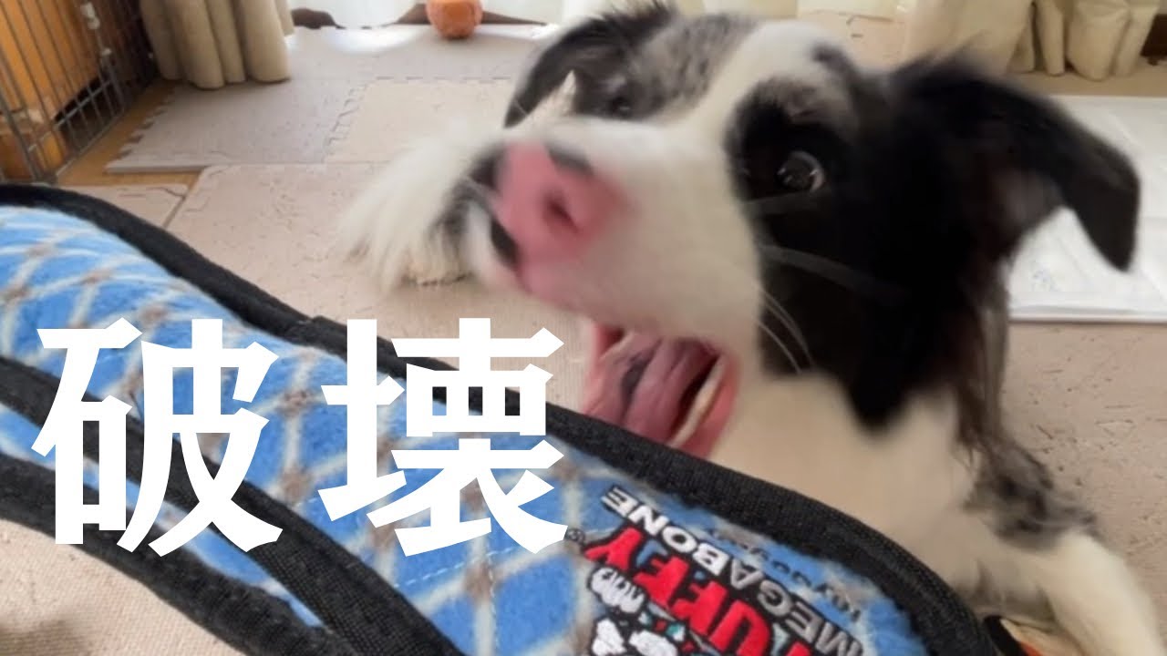 虎が遊んでも壊れないおもちゃをボーダーコリーに与えるとどうなる？