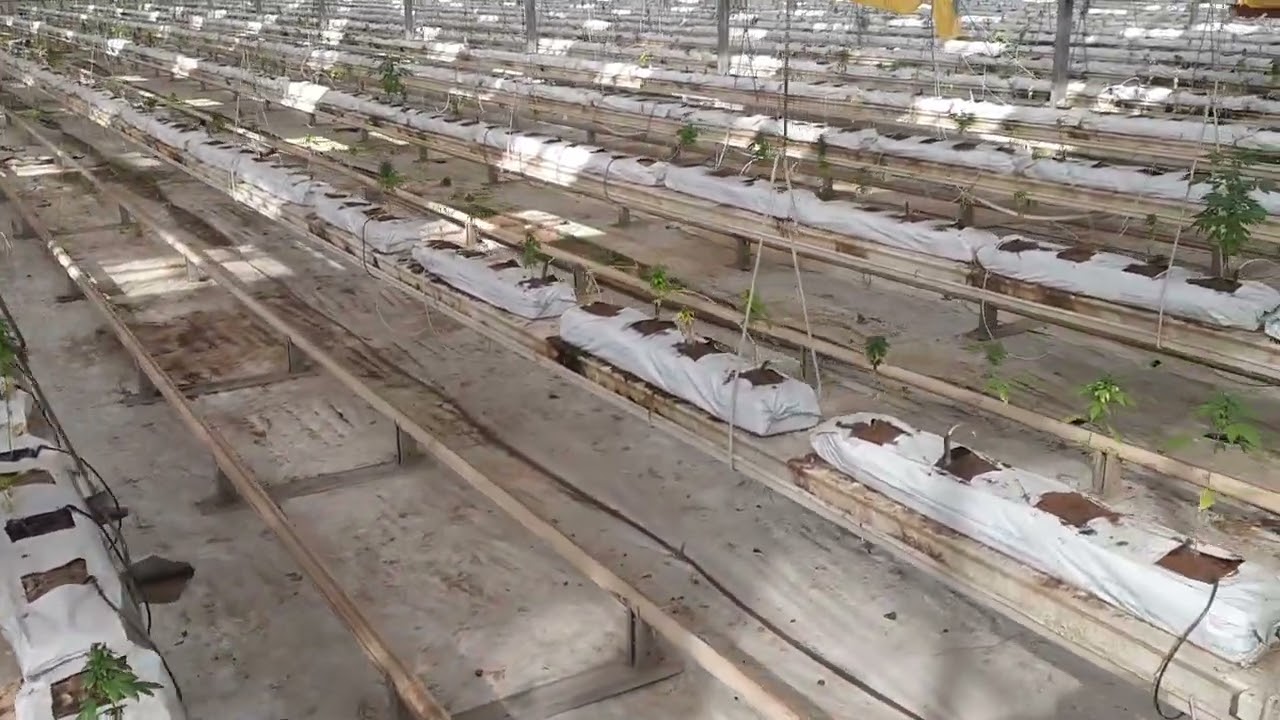 Hemp Project Pakistan 🌱🍃 (Episode 01)