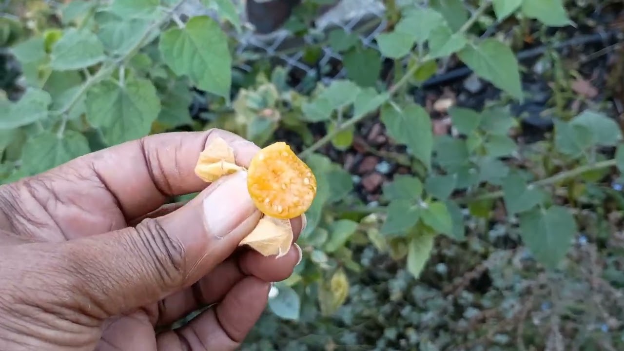 What's Still Growing in October?  Zone 10a