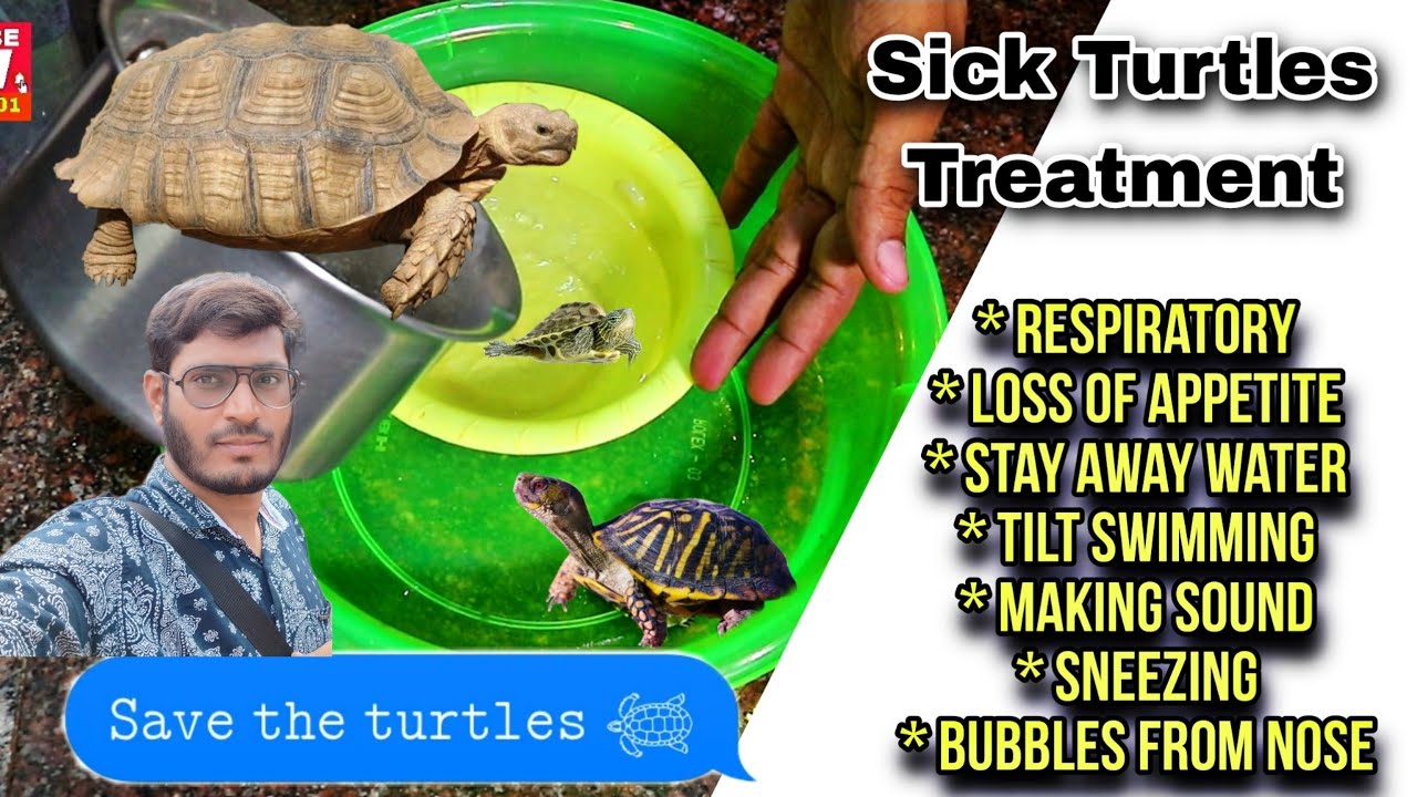 Turtles Respiratory Infection - Sick Turtles Treatment