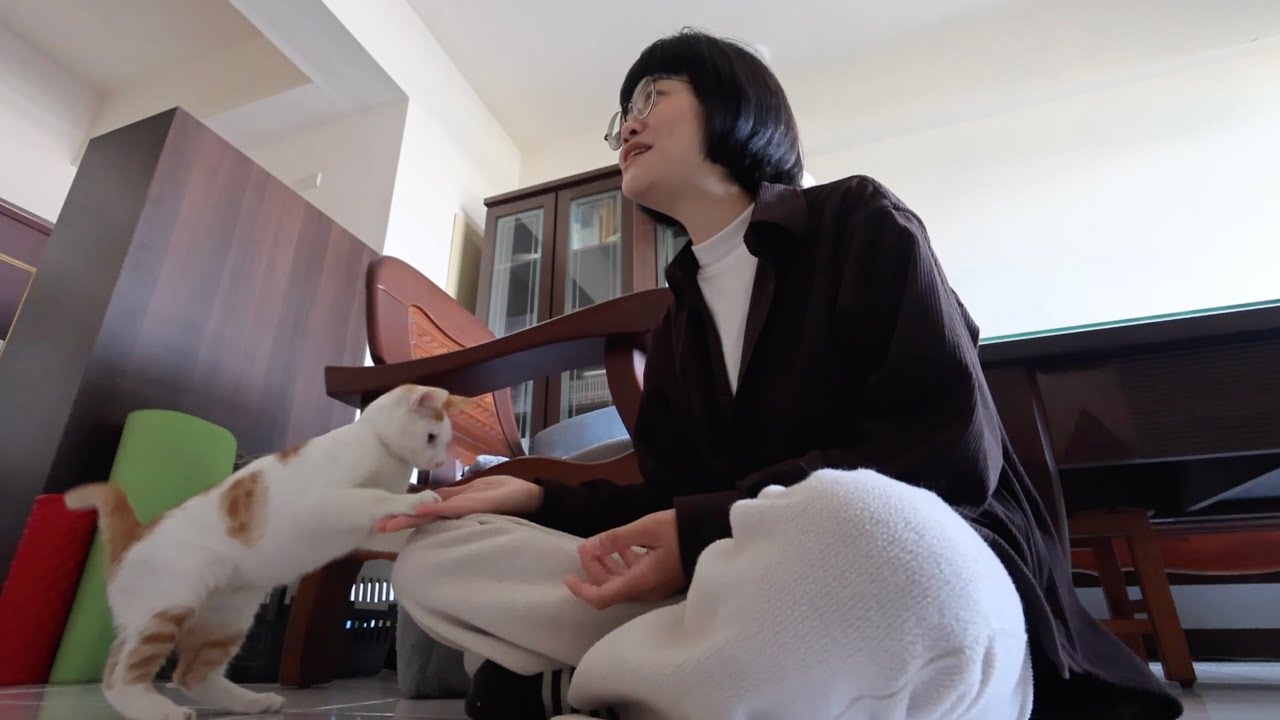 養貓真的急不得！ 在高雄的兩堂貓咪行為課程