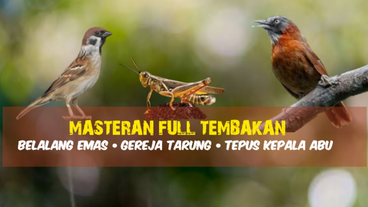 Masteran Full Tembakan | Belalang Emas - Gereja Tarung - Tepus Kepala Abu 