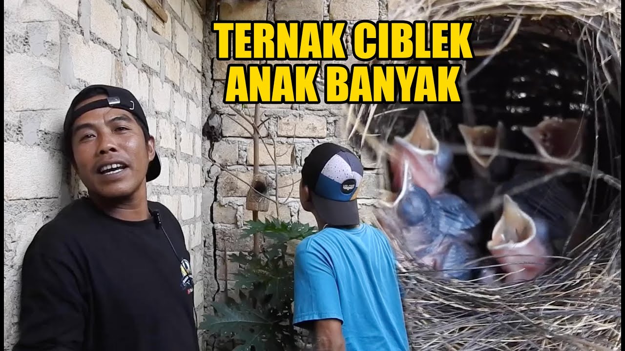 NGAKUNYA PEMULA, TAPI SEKALI PANEN SARANG CIBLEK KRISTAL ISINYA SEBANYAK INI..SUHU NGAKU CUPU INI
