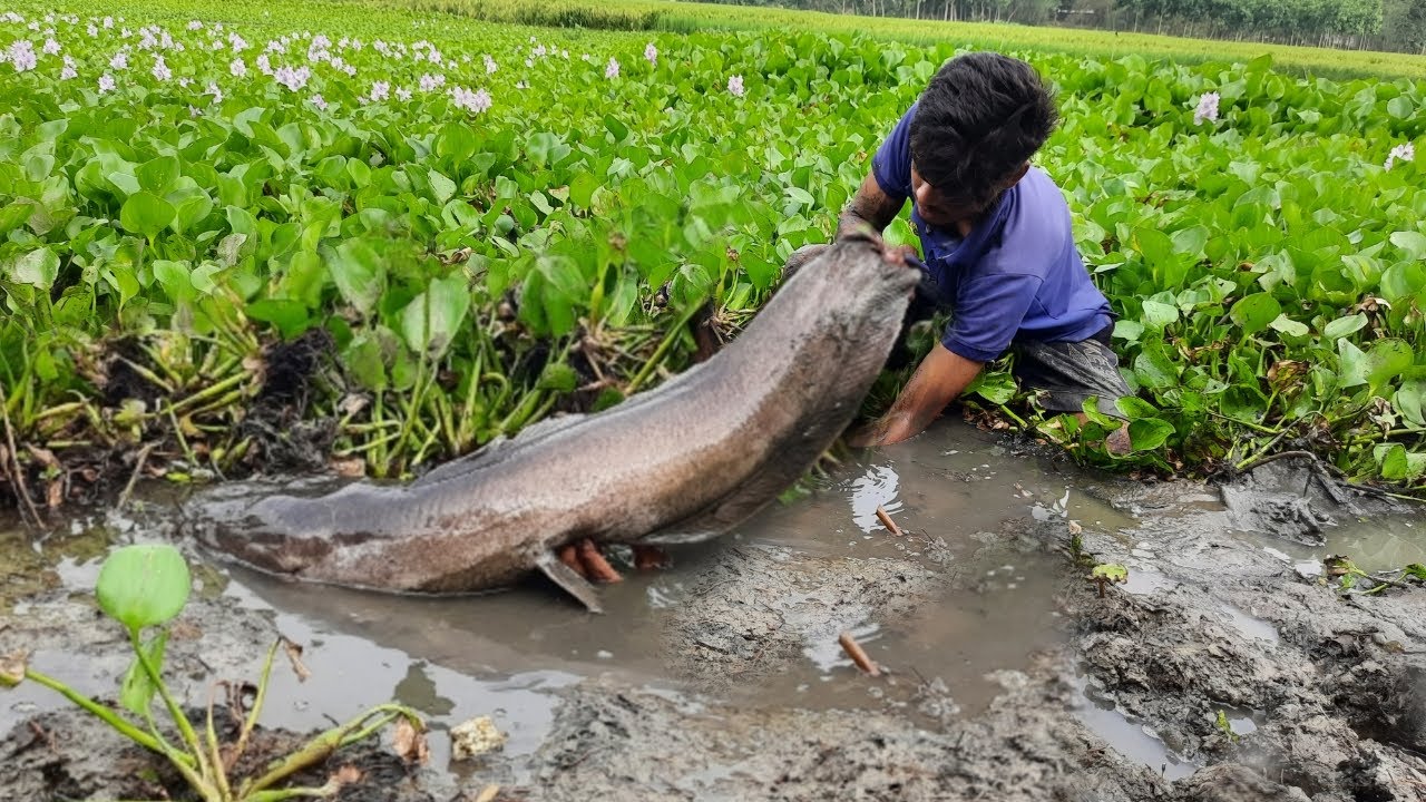 Daily Life Fishing in Village.  Amazing Traditional Boy Fish Catching By Hand in Water.