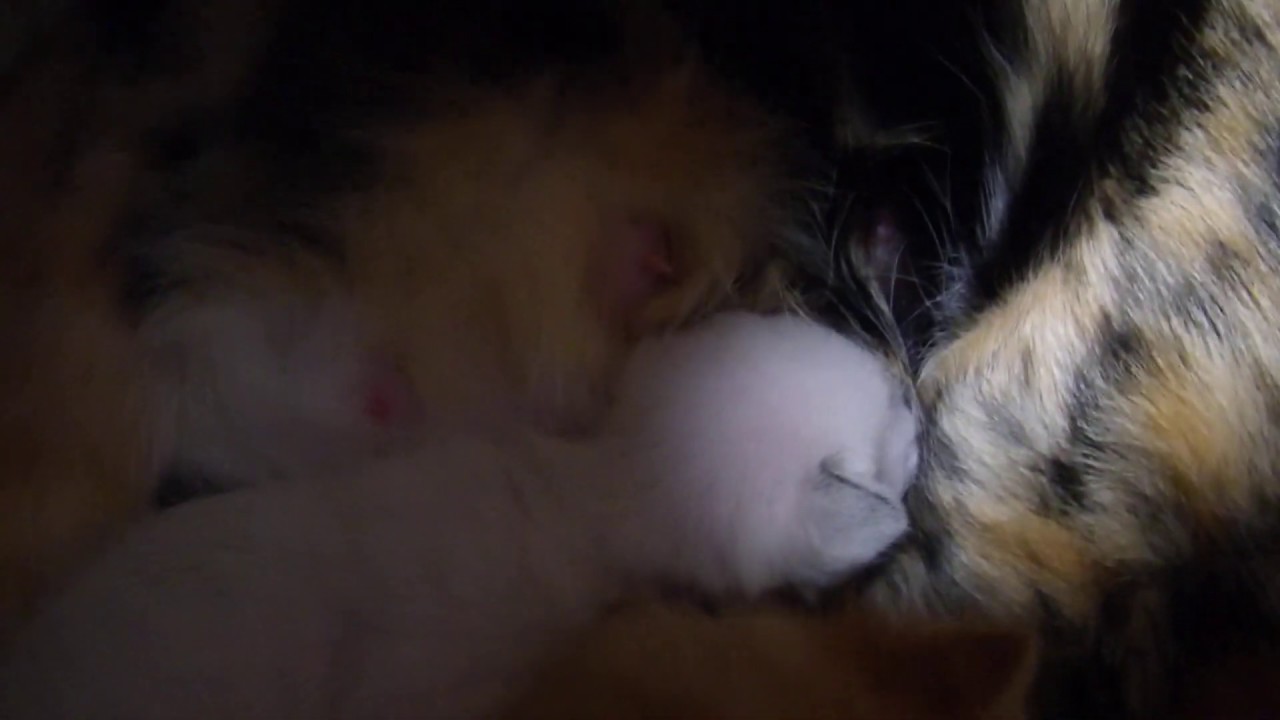 かわいい子猫 子猫の猛烈シバキ(ミルクバトル) 生後9日半 産箱内の様子 三毛猫 みーこちゃん　20191110夕方