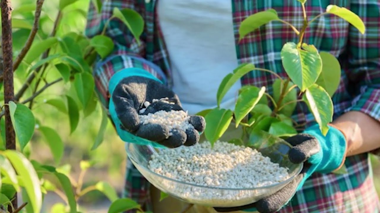 The Most Perfect Way to Grow Avocado For a Large Harvest