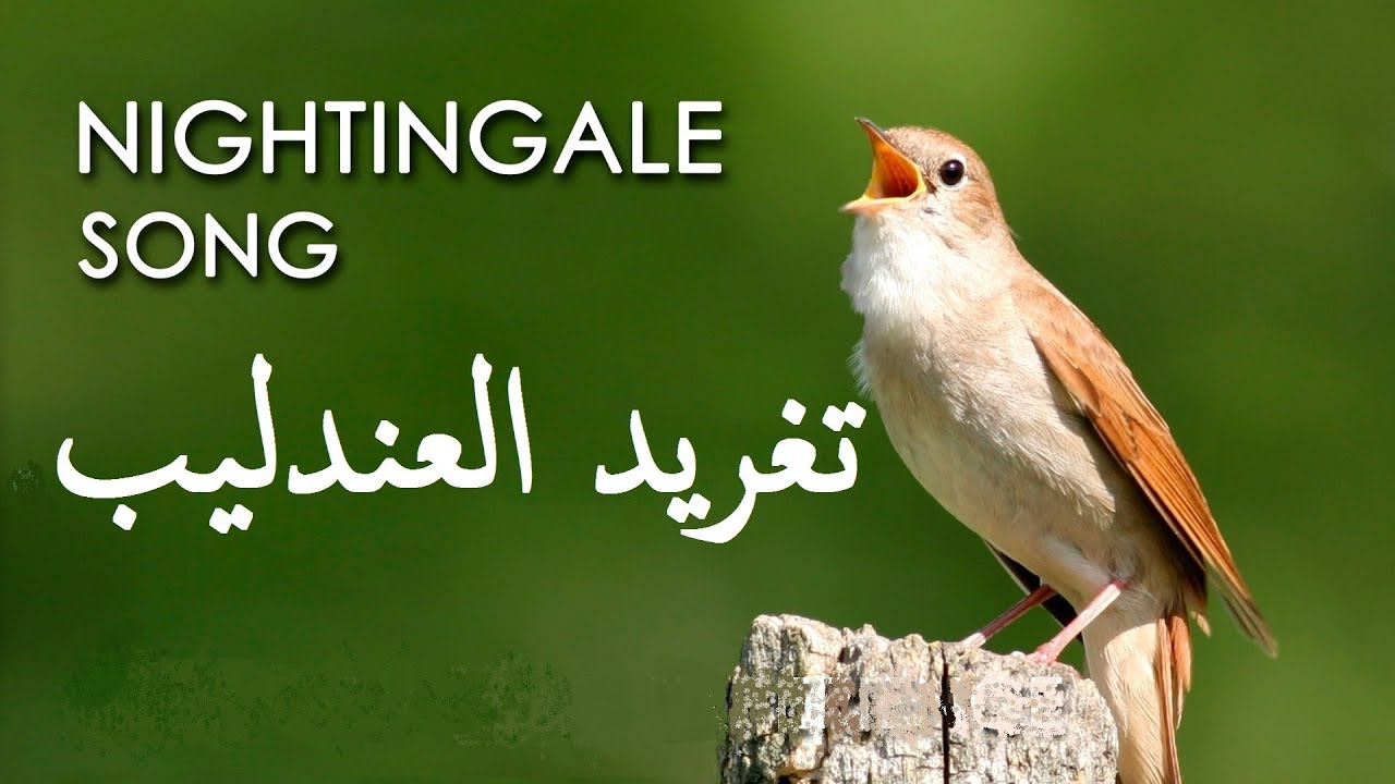 تغريد العندليب chant de rossignol nightingale song