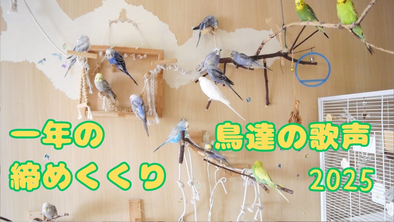 【セキセイインコ年越し耐久ASMR】今年もお世話になりました。鳴き声 さえずり 総勢４１羽 健やかな眠りへの導入に 瞑想用 作業用 【 睡眠 勉強 癒しリラックス インコ教】
