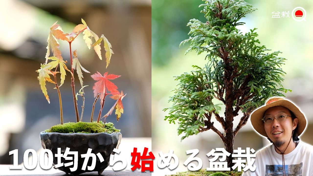 100円ショップの道具を使って盆栽を始めよう！【盆栽Q】