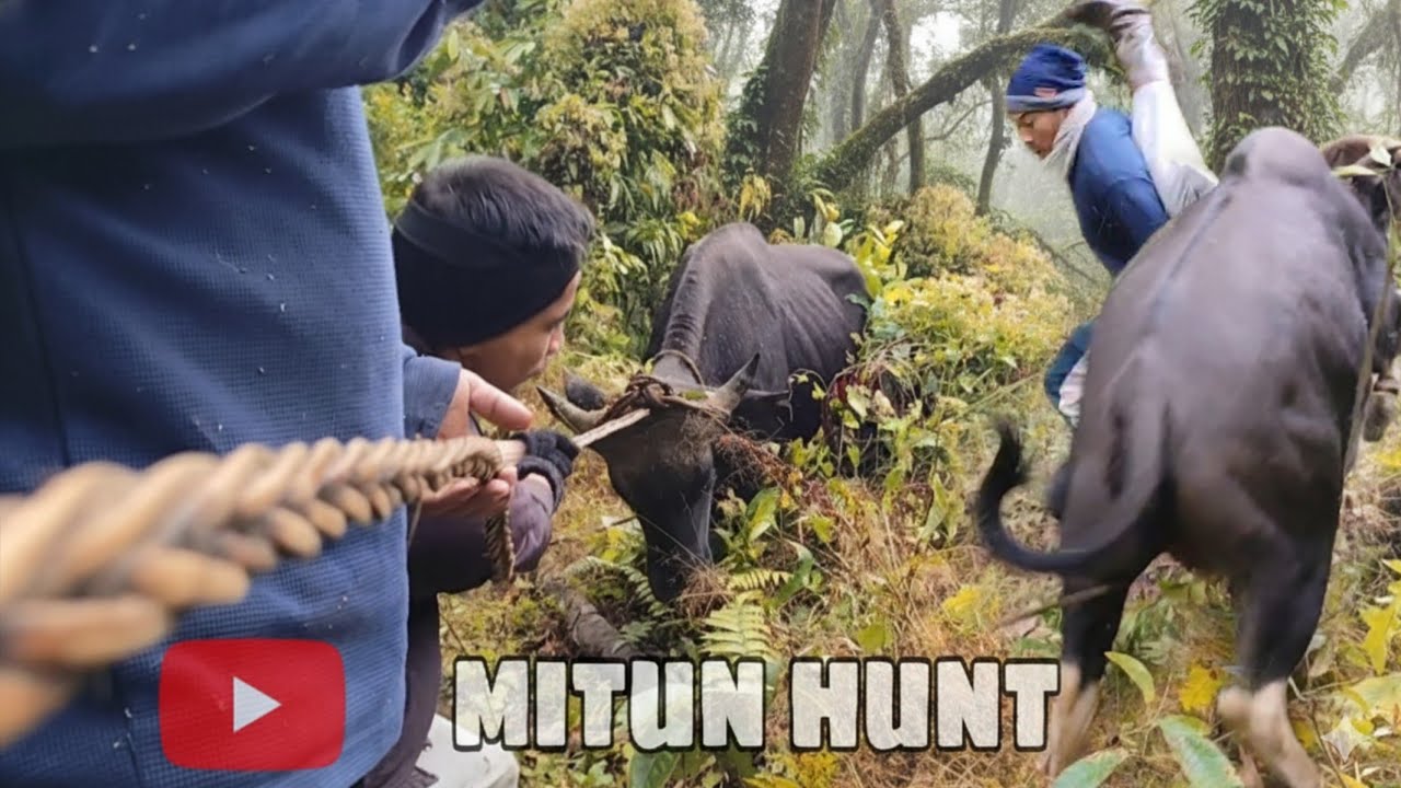 Exploring Wildest Mitun Hunt | wildest Experience| Darak 