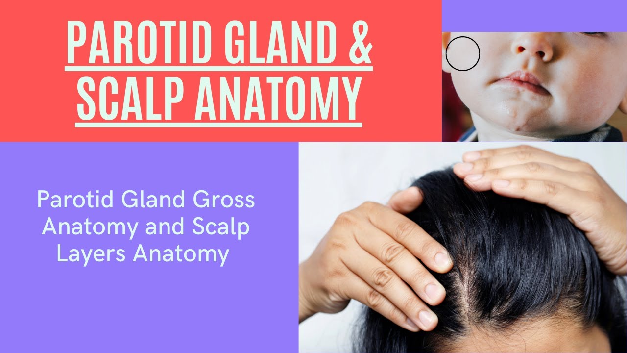 Parotid Gland and Scalp Gross Anatomy #anatomy
