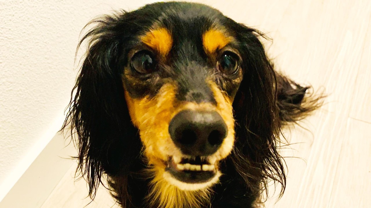 Dachshund Diesel Reviews a Hotel: Disaster or 4 Paws? 🇫🇷🐶 | Intercontinental Lyon