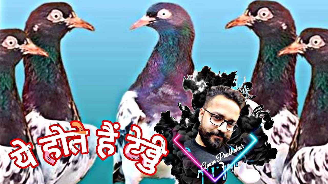 ये हैं टेडी कबूतर । Teddy Pigeons of Aman Prabhakar