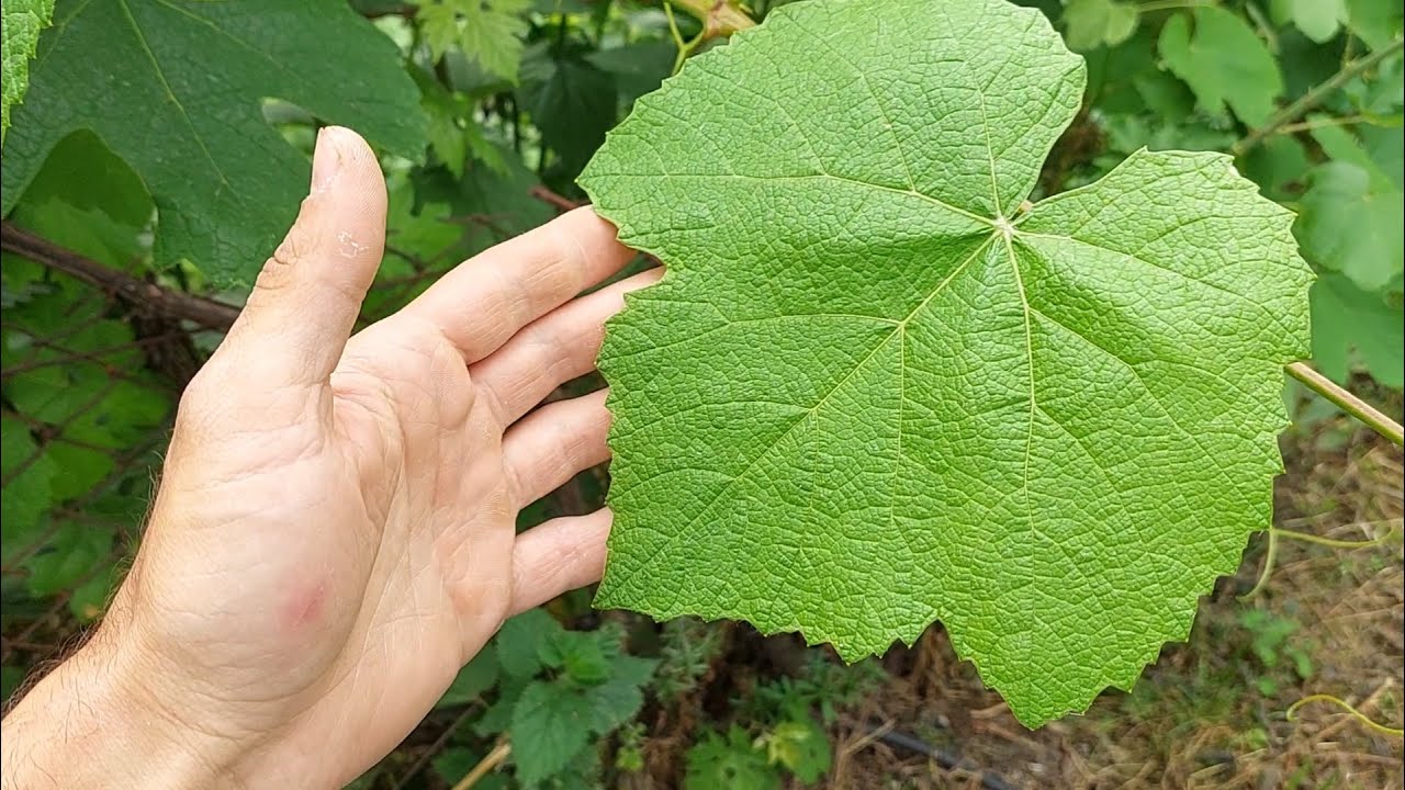 ÜZÜM YAPRAĞI TOPLUYORUZ. En güzel YAPRAK SARMASI, hangi üzüm yaprağından olur🍇 | #tarımvlog 44