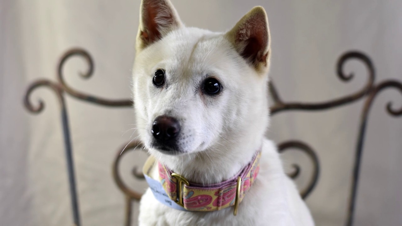 Korean Dog Meat Trade Rescue Dog - I'll Fly Away