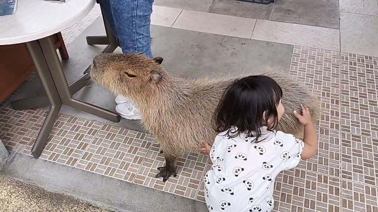 #カピバラ  2023.10.5#姫路セントラルパーク