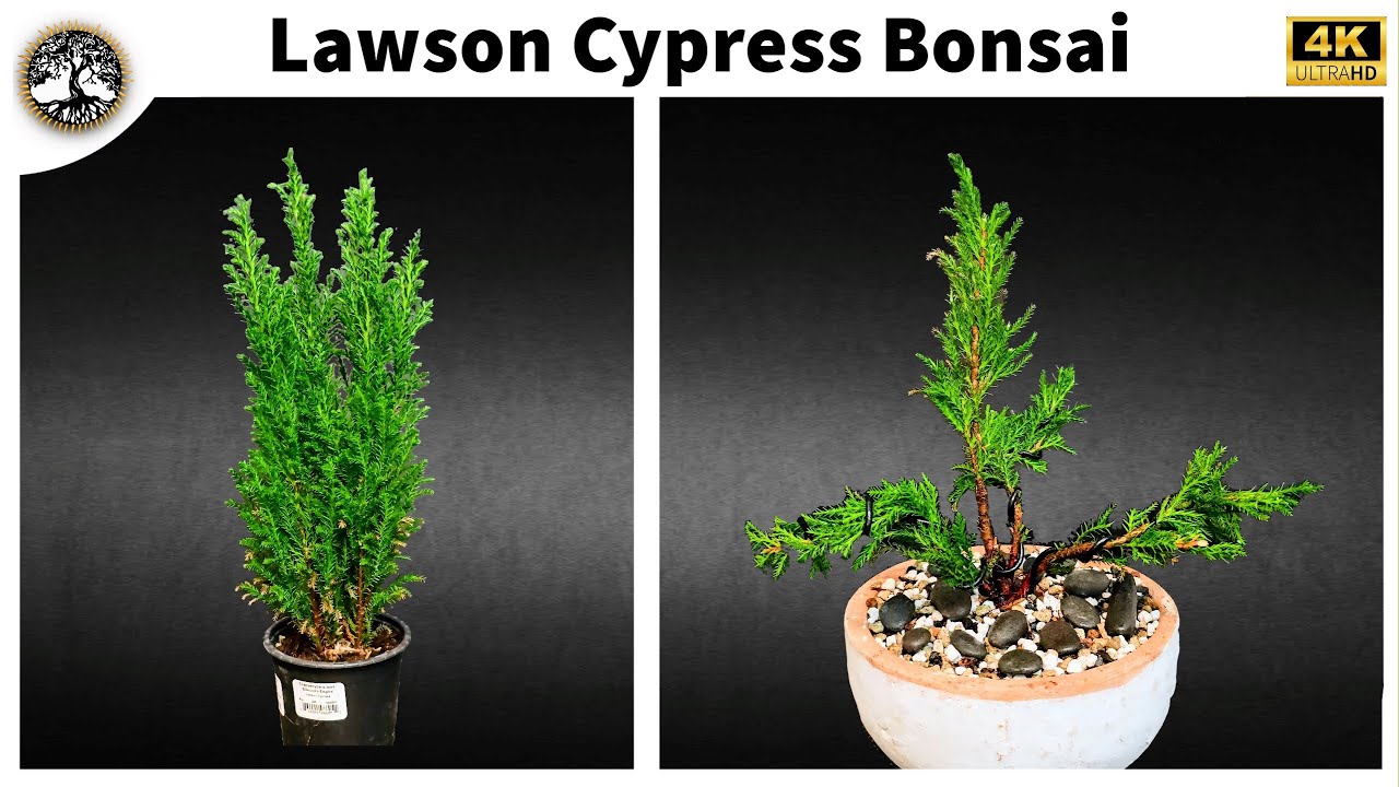Lawson Cypress Bonsai