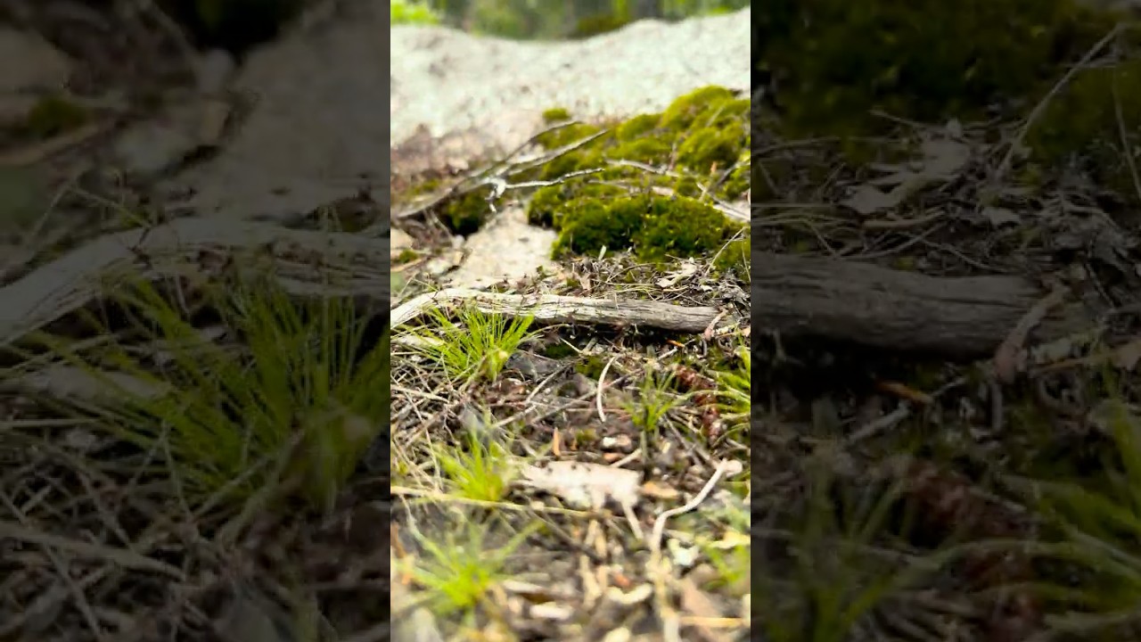 Tiny Aerial Dive Into Mini Forest! 🌿 (Macro Nature Dive) | Tiny Nature Discoveries