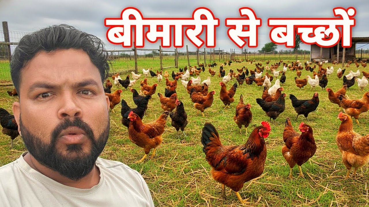 पोल्ट्री फार्म में ऐसी बीमारियों से बच्चे aisi helpful video aapane pahle kabhi nahin Dekhi hogi