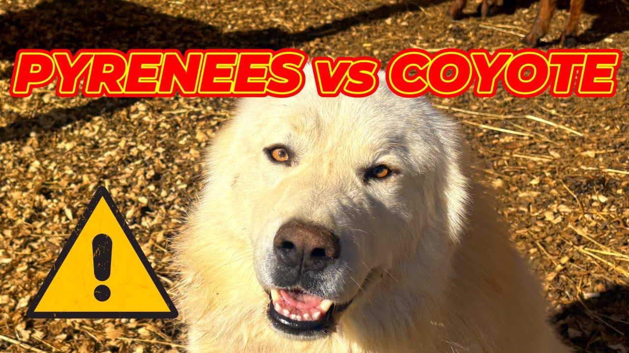 Great Pyrenees vs Coyotes - What Actually Happens