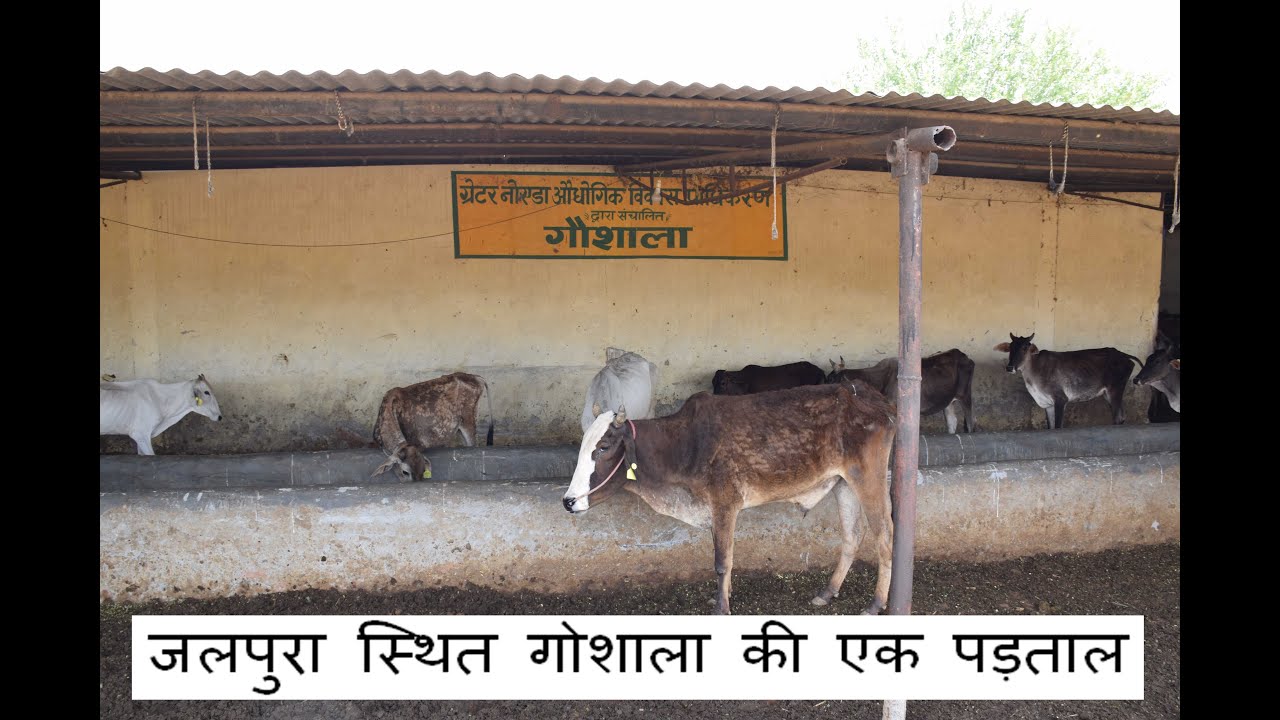 जानिए गौतम बुध नगर के जलपुरा गांव स्थित गौशाला की हकीकत