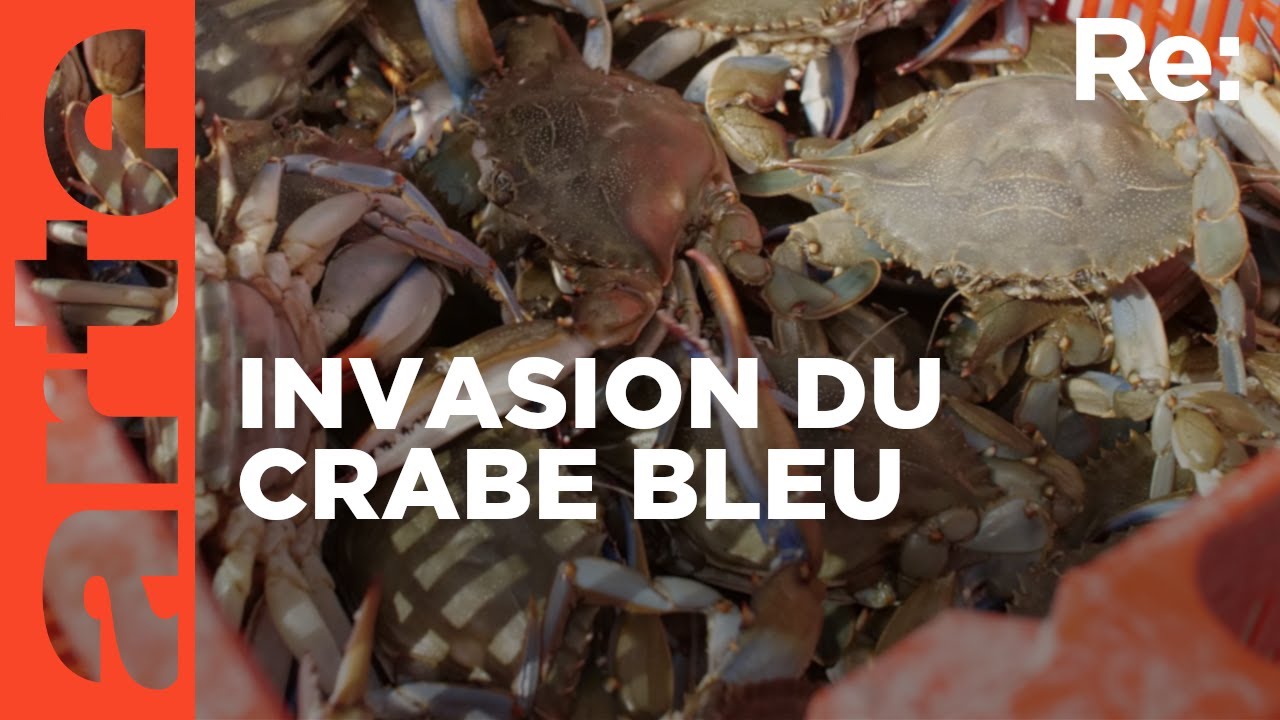 Le crabe bleu : fléau des pêcheurs italiens ? | ARTE Regards