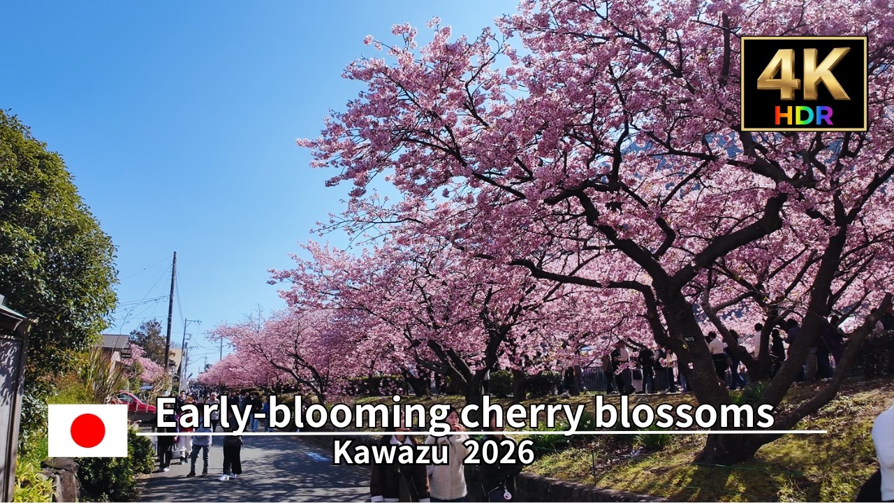 Early Spring Magic Cherry Blossoms & Rapeseed Flowers in Kawazu  | 4k walk 2026