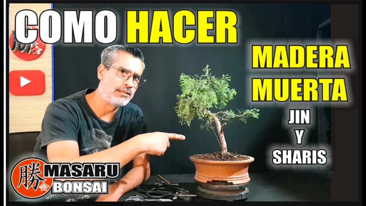 BONSAI | COMO HACER MADERA MUERTA EN JUNIPERO / JUNIPERUS JIN Y SHARIS