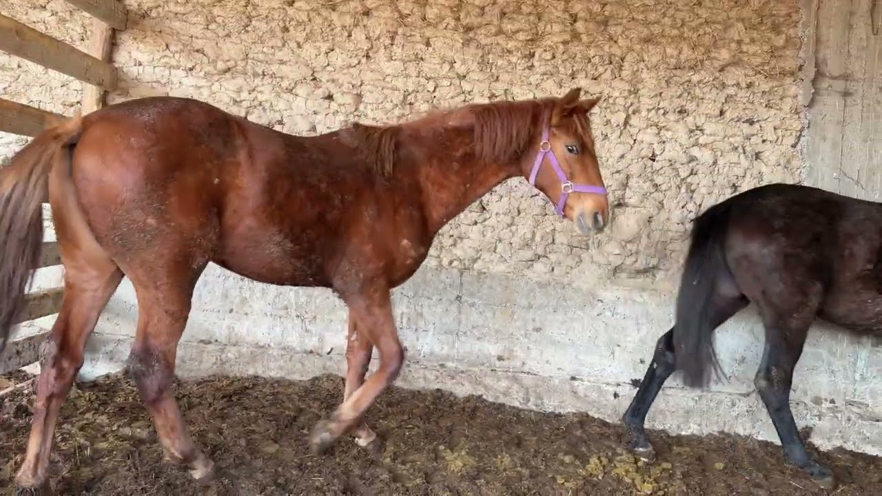 Европадан тайлар келди тел:+996 509 455 558