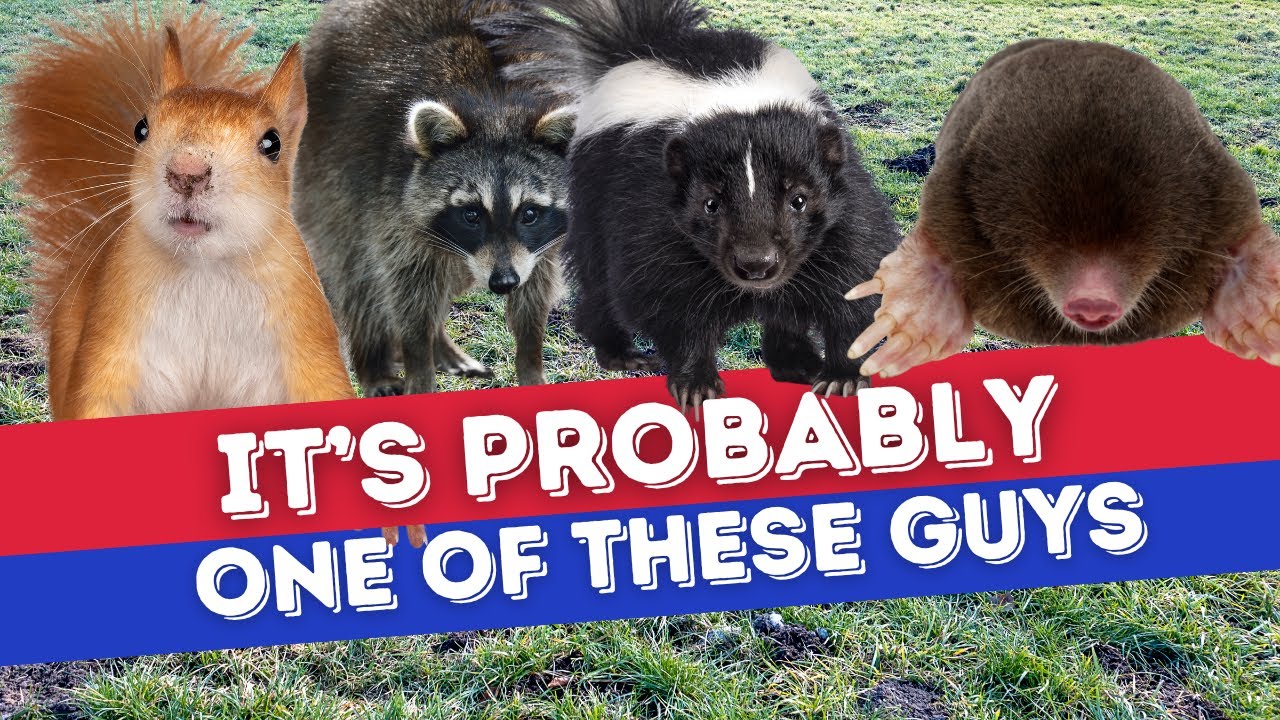 What's Digging Up Your Yard? Identify Lawn Holes and Solutions