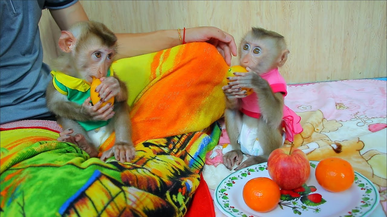 2 Baby Monkey Sit Waiting Eats Fruit - Smart Monkey ABBY Eat Orange