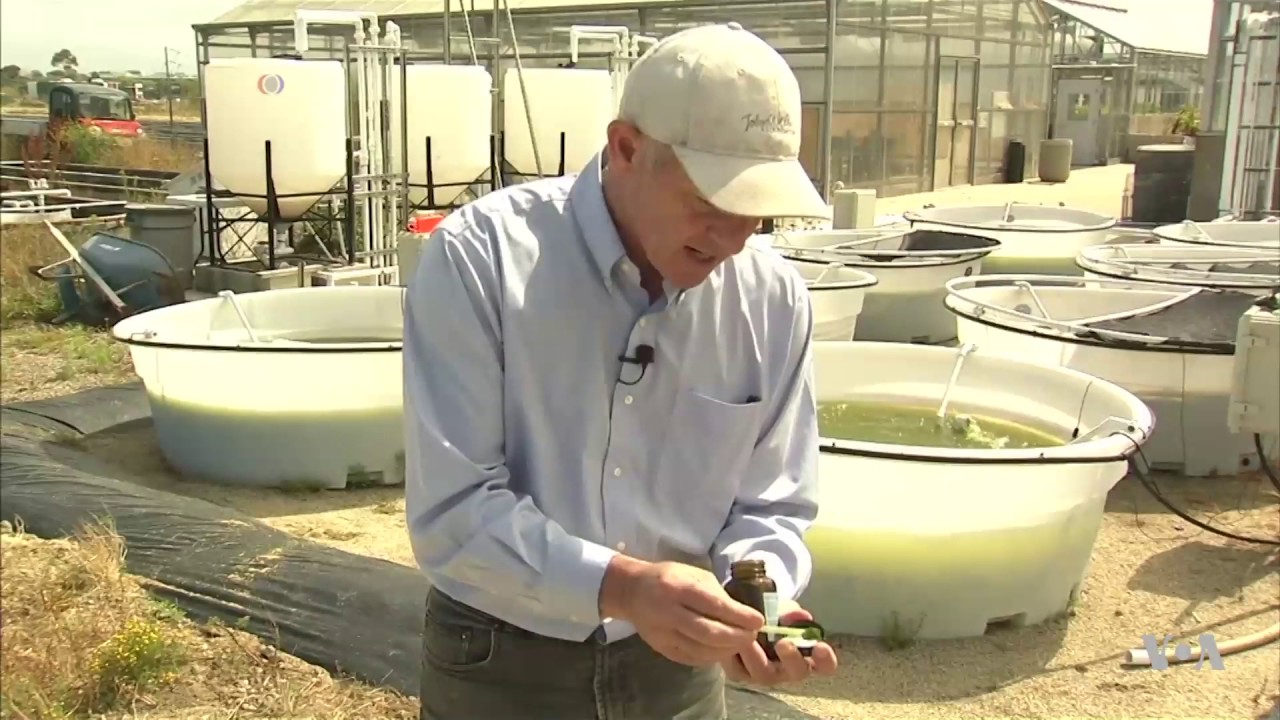 Researcher Engineers Protein-Rich Algae as Meat, Soy Substitute