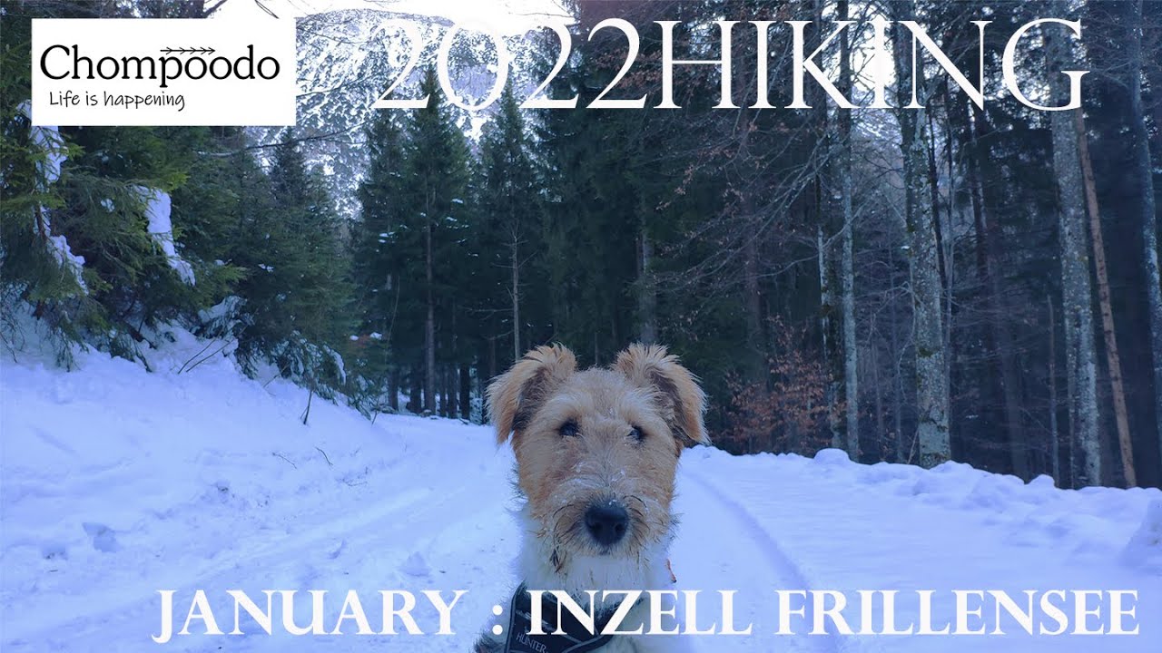 Hiking: January 2022 with 7-month-old wire fox terrier - Inzell, Frillensee