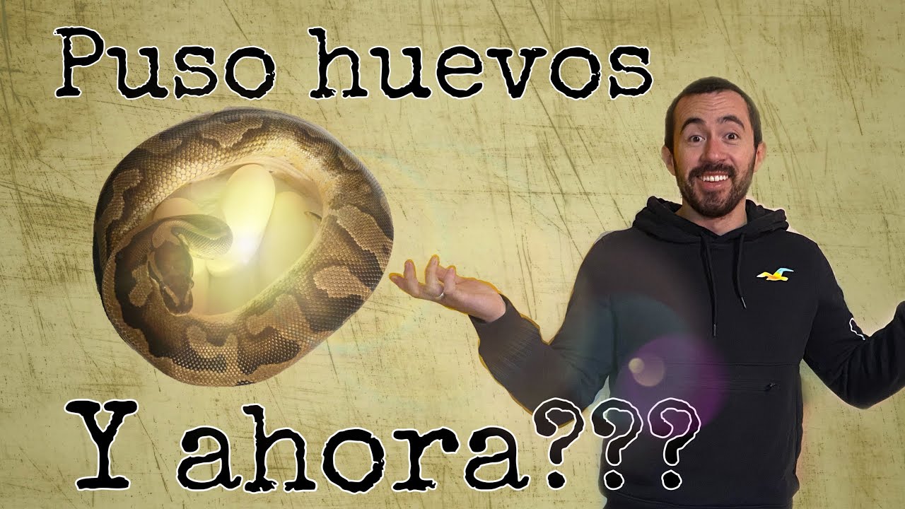 Mi Pitón Bola puso huevos 😱