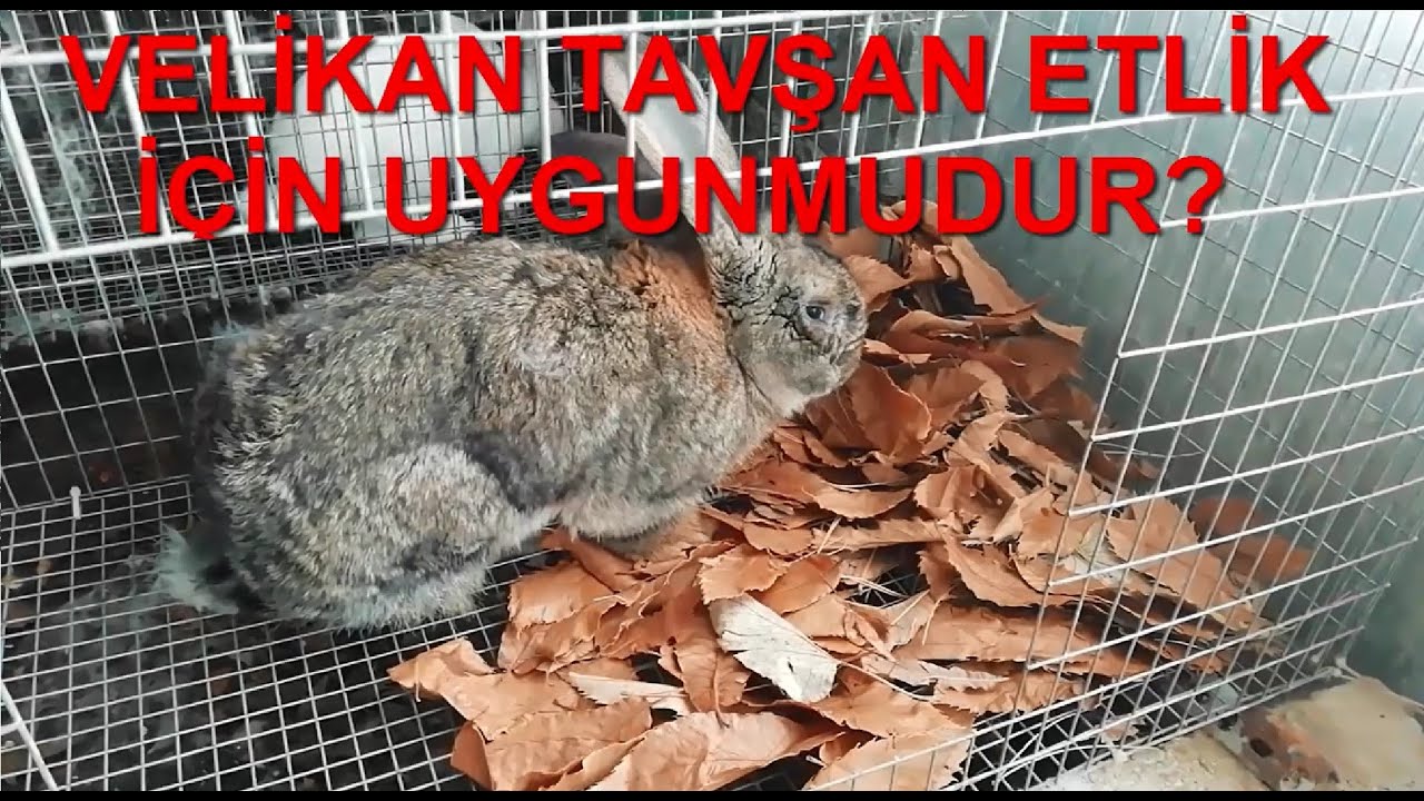 Velikan Tavşan Etlik tavşan olur mu ?