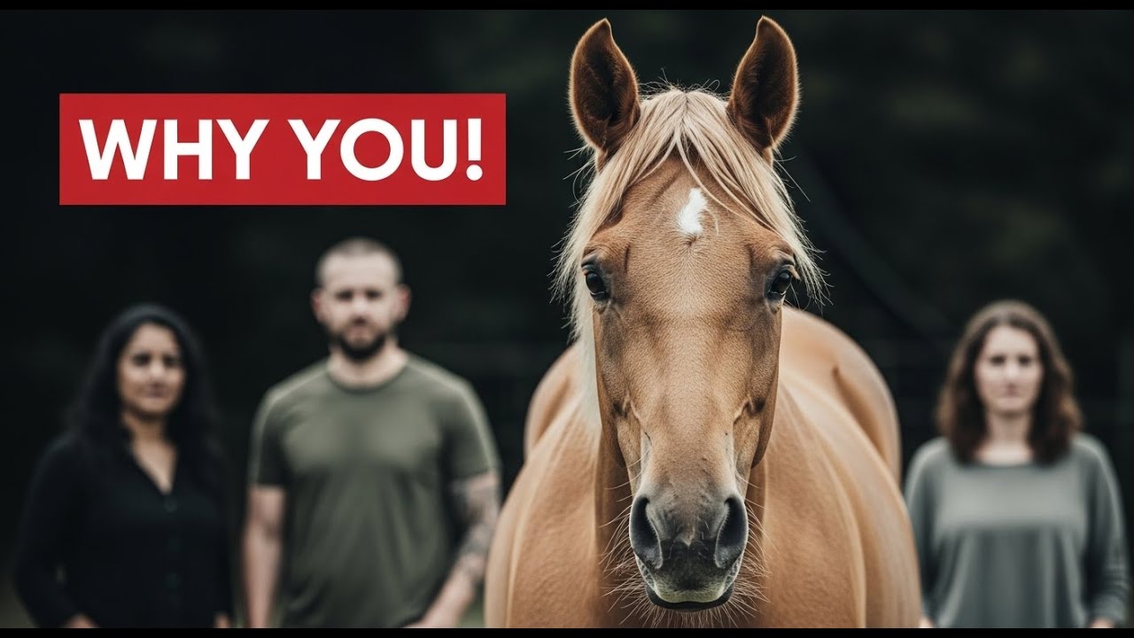 HOW HORSES CHOOSE THEIR FAVORITE HUMAN&mdash; Explained by Science.