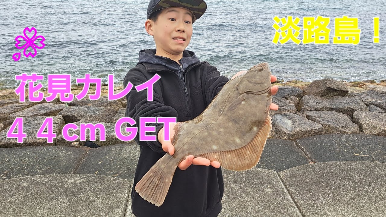 【淡路島】４０cmオーバーの🌸花見カレイが釣れた！