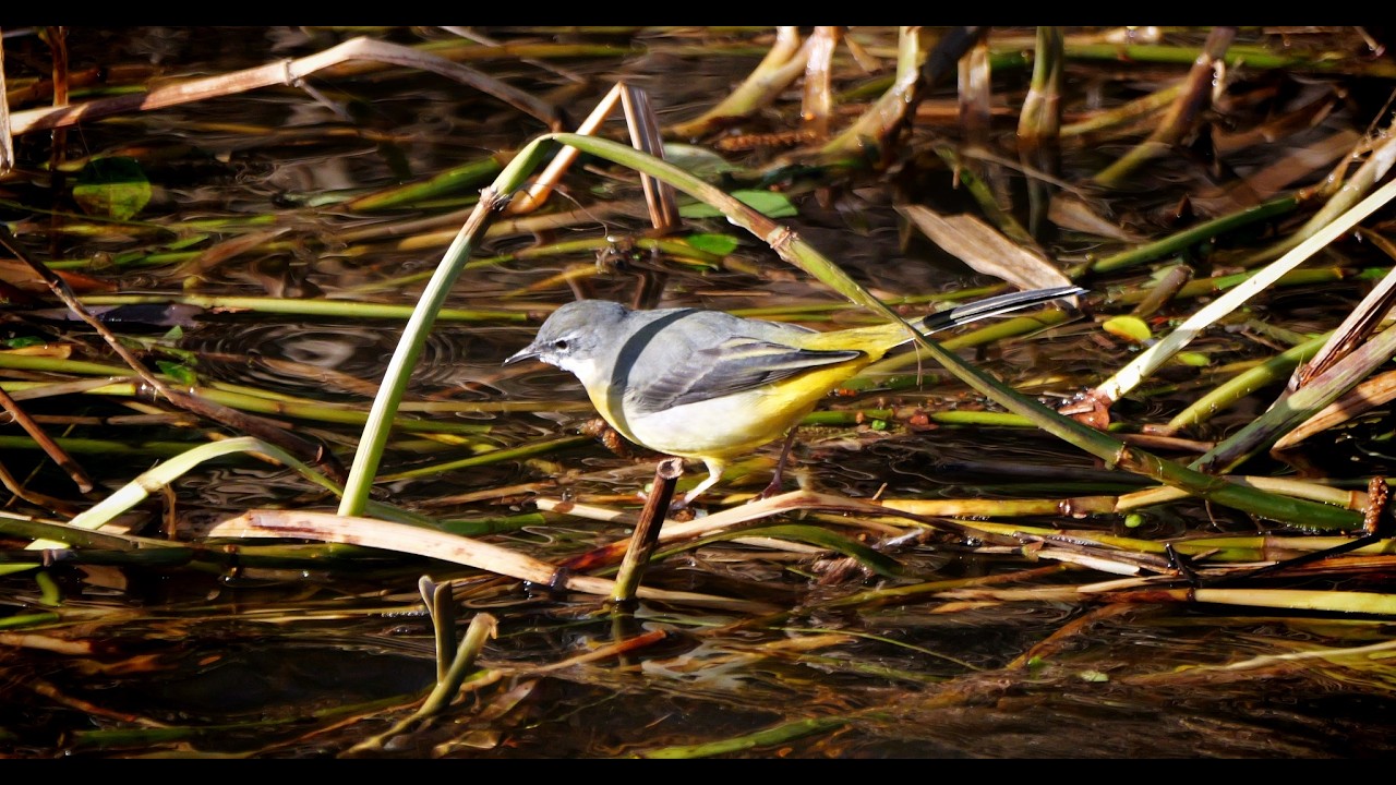 riverside birds
