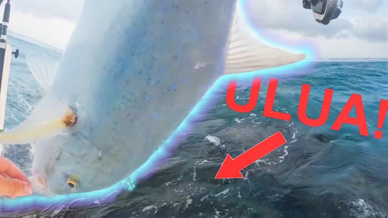 Papio ACTIONN on the Reef! -Live Oama!