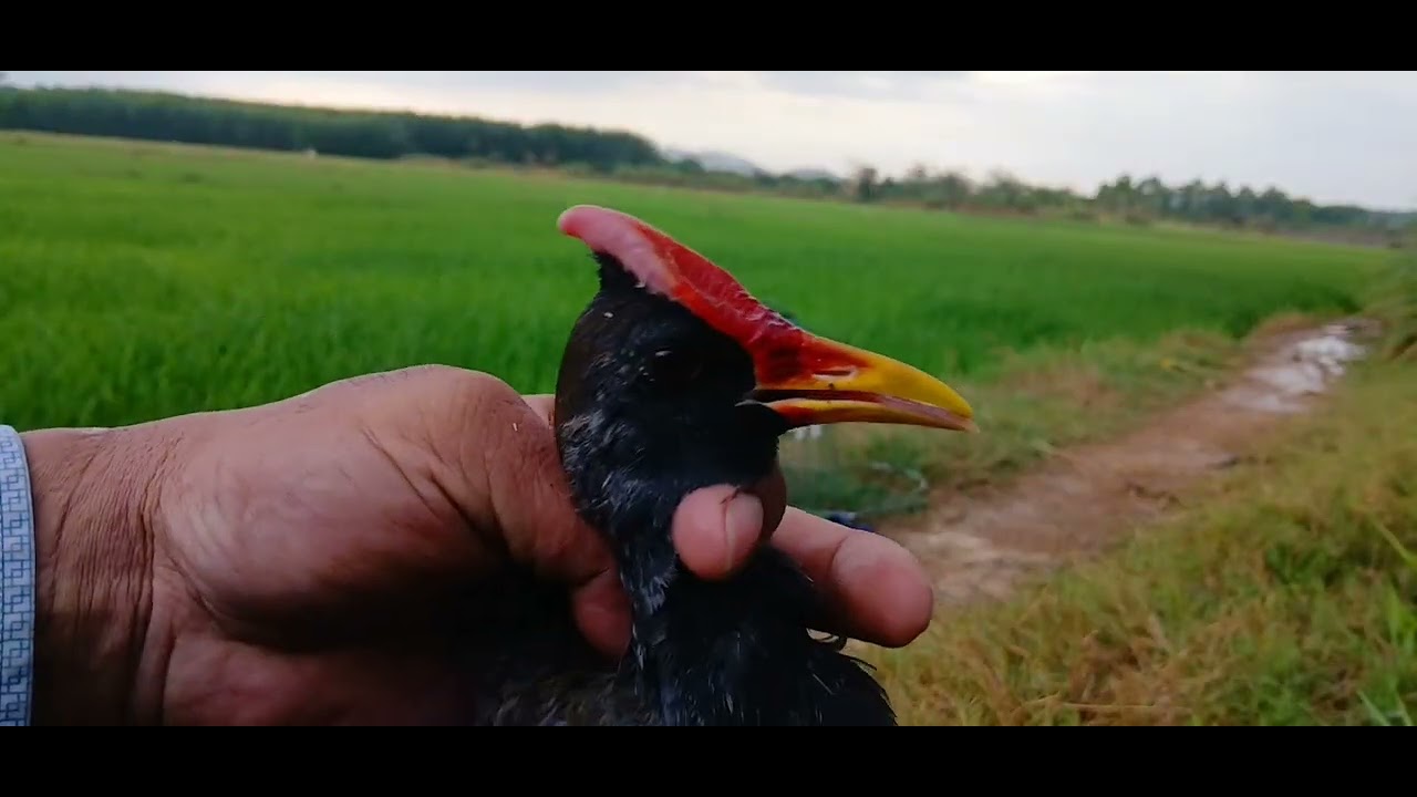 Tập 66 bẫy chim cúm núm quá nhanh quá lẹ  1 tiếng được 3 bé 🐦🐦🐦