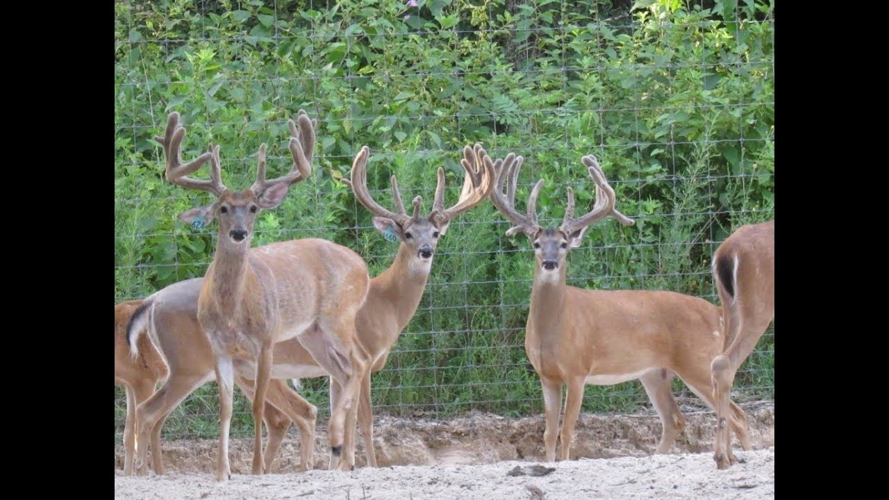 350 acre Turn Key Game Ranch for Sale in North Texas $1,950,000