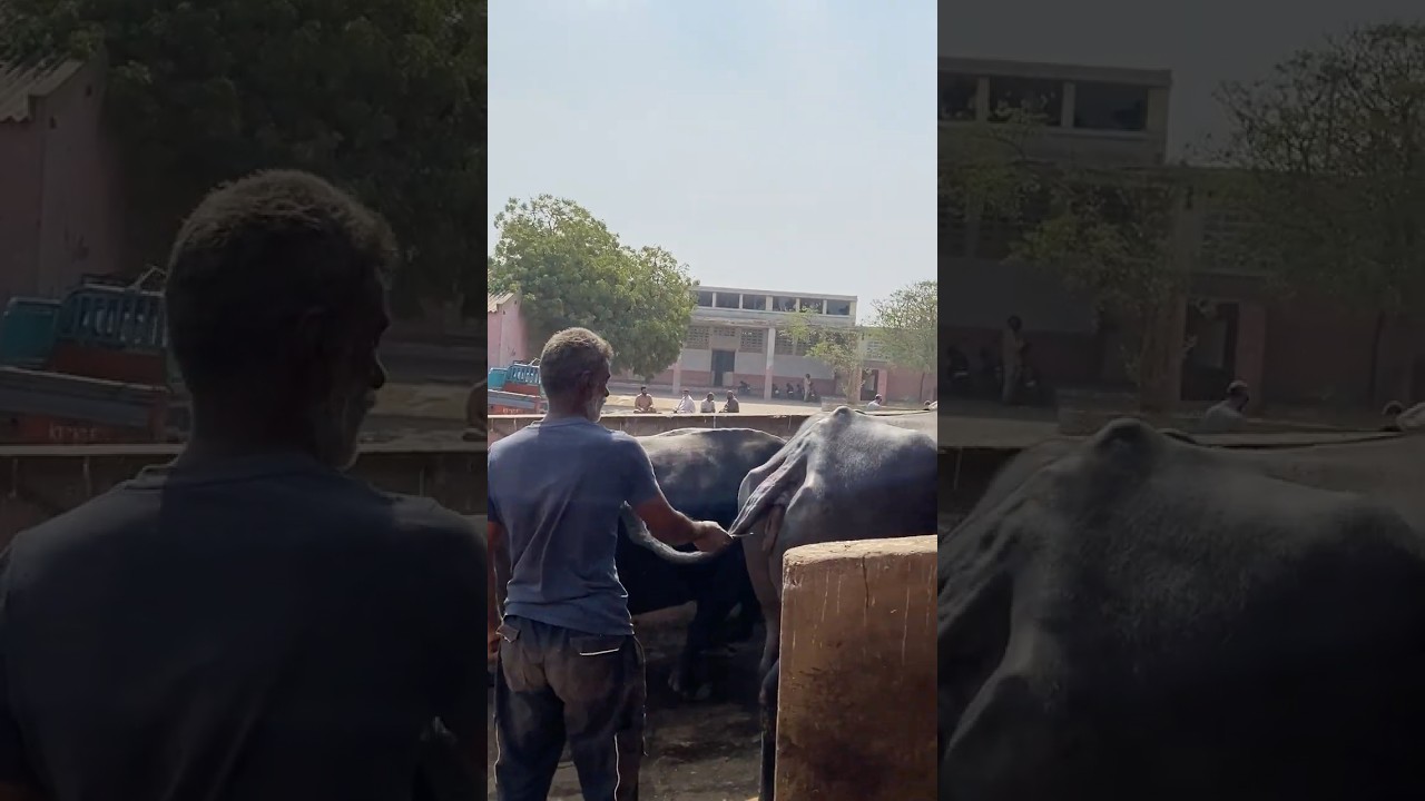 Buffalo Handling Skills 😳 Dangerous But Amazing Control | Real Village Life #shorts