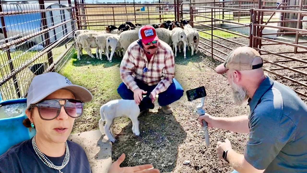 They Think He Knows EVERYTHING About Sheep! | Bar 7 Ranch