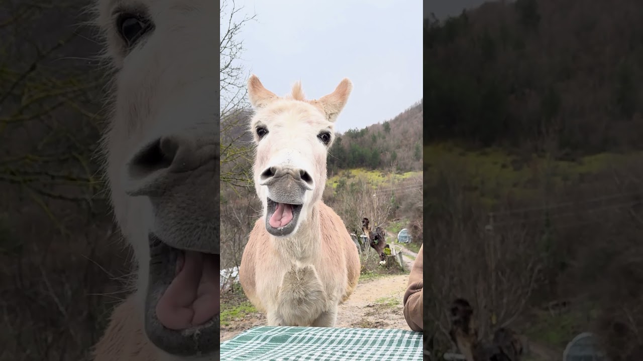 Donkey Tries Lemon For The First Time And INSTANTLY Regrets It!