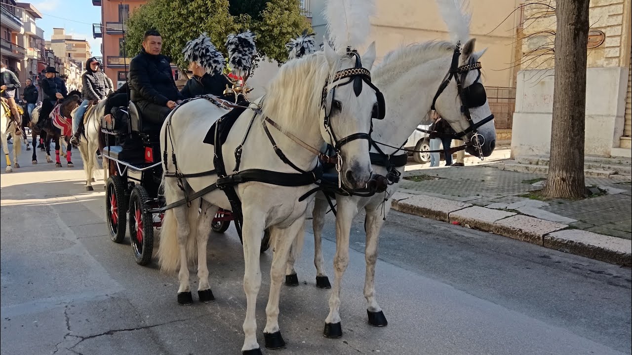 San Severo (Fg) Festa di Sant’Antonio Abate 2024 - Foto sfilata dei cavalli