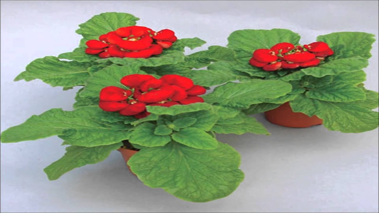 Çanta Çiçeği (Calceolaria) Bakımı